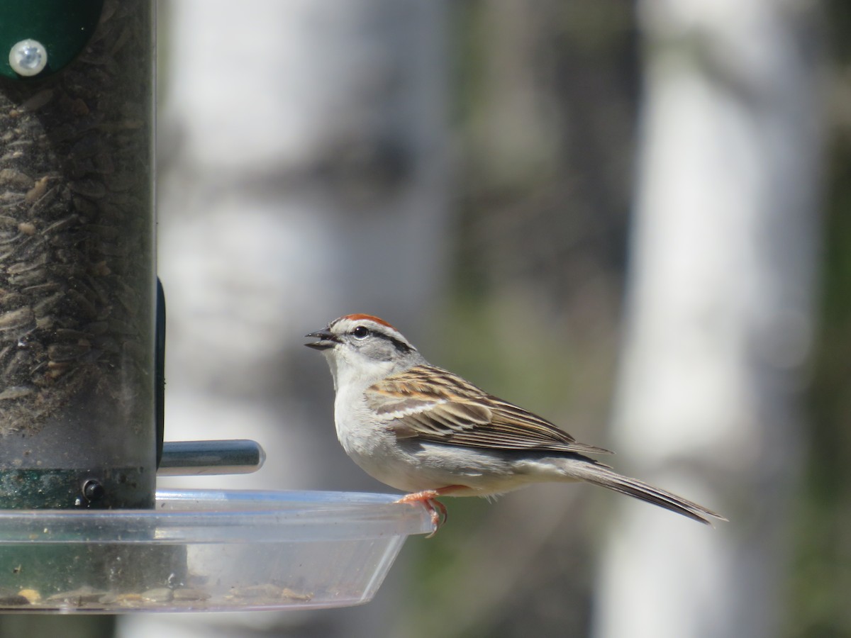 Chipping Sparrow - ML168409061