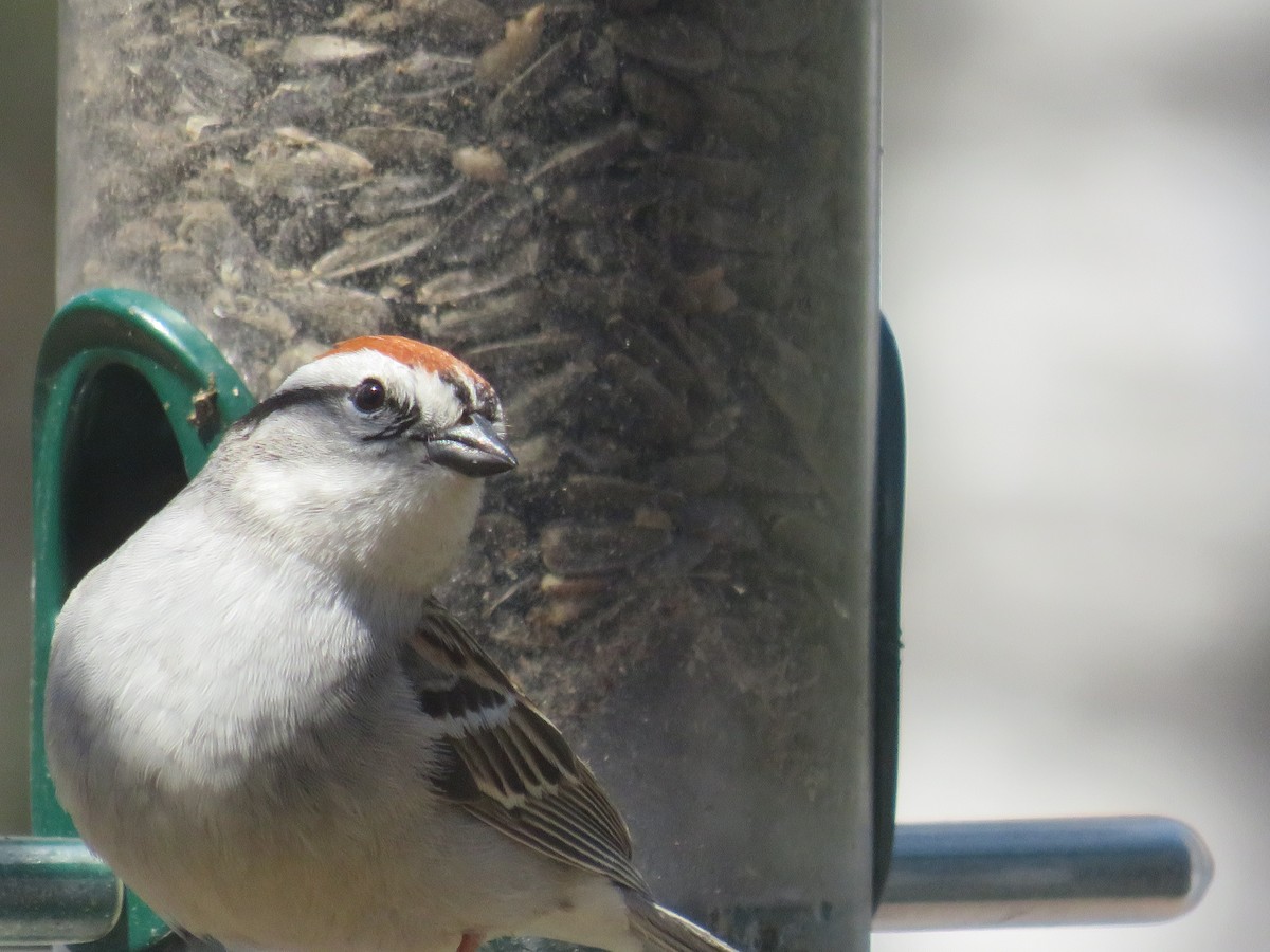 Chipping Sparrow - ML168409231