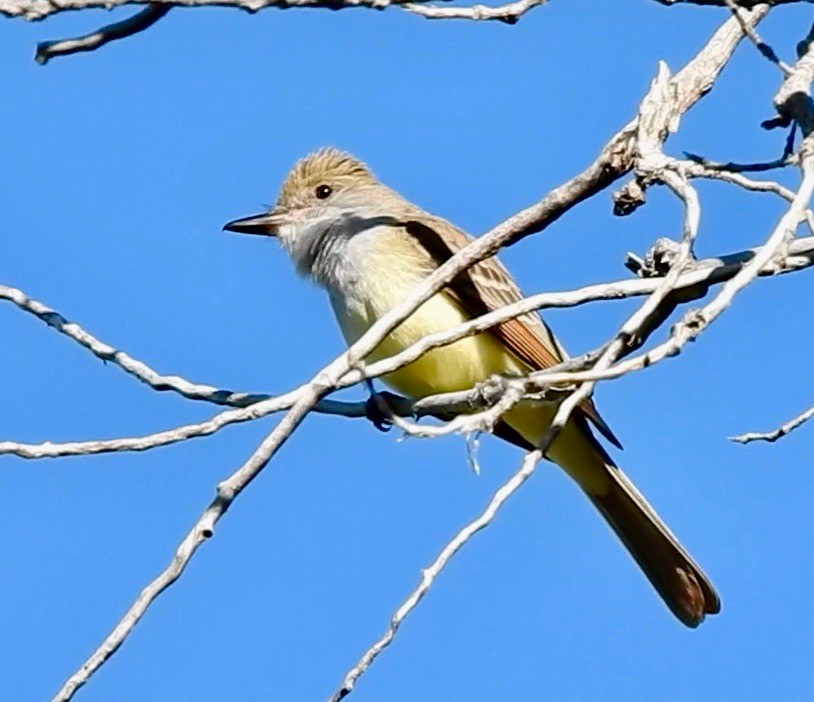 Brown-crested Flycatcher - ML168409301