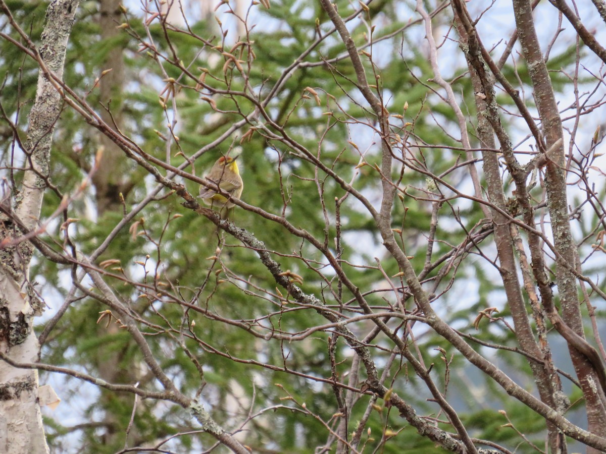 Palm Warbler - ML168409331