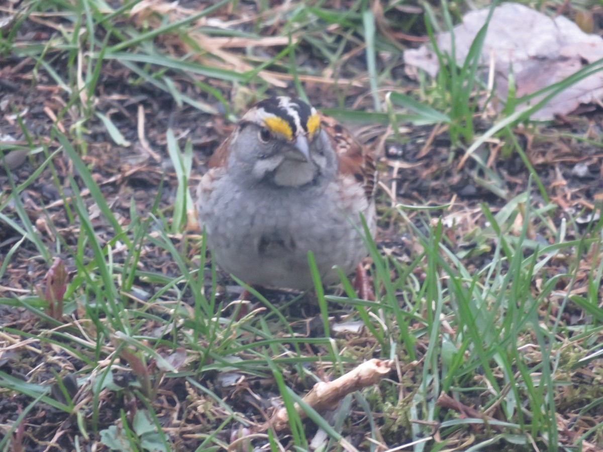 White-throated Sparrow - ML168409461