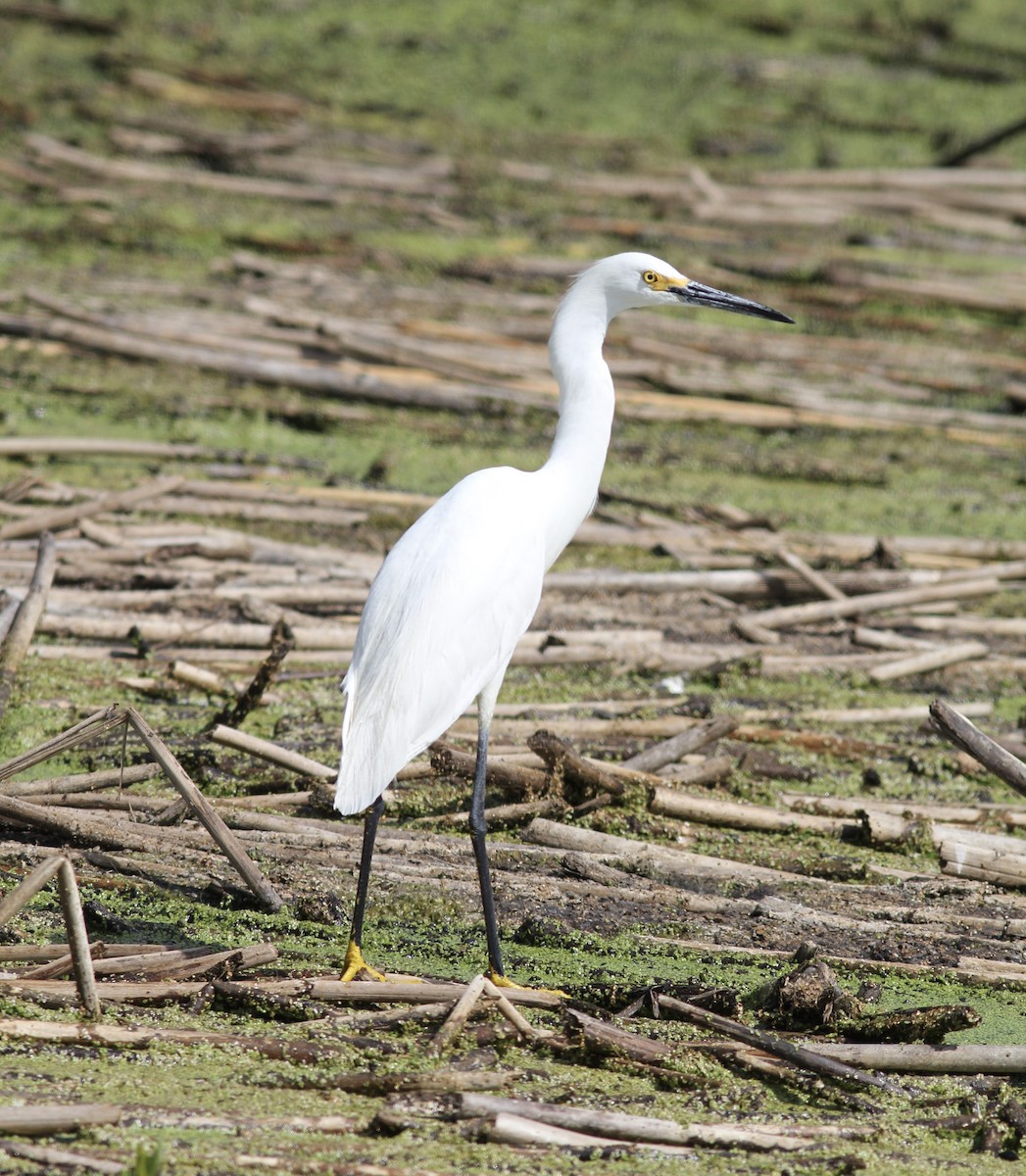 Snowy Egret - Richard and Margaret Alcorn