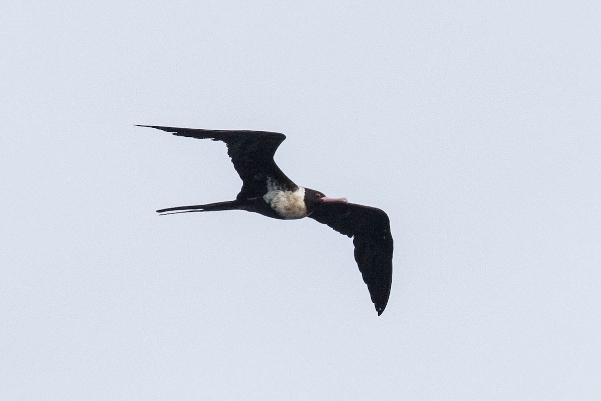 Lesser Frigatebird - Eric VanderWerf