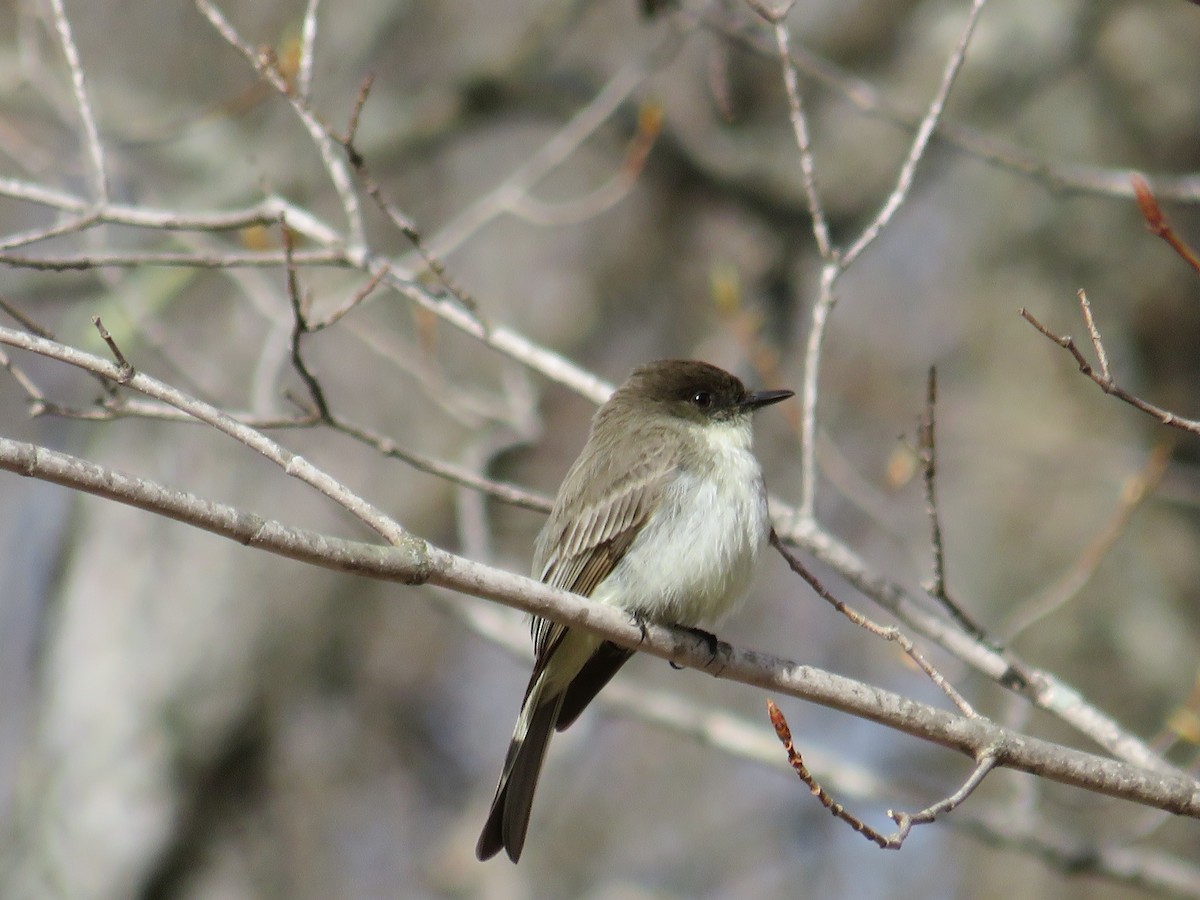 Eastern Phoebe - ML168409961