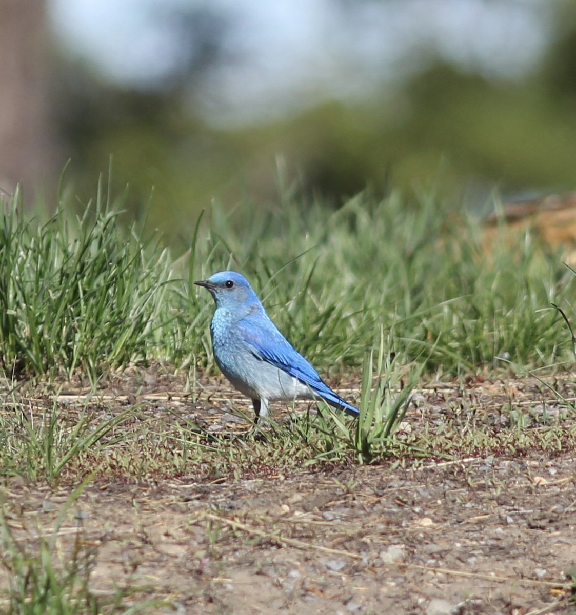 Mountain Bluebird - ML168410431