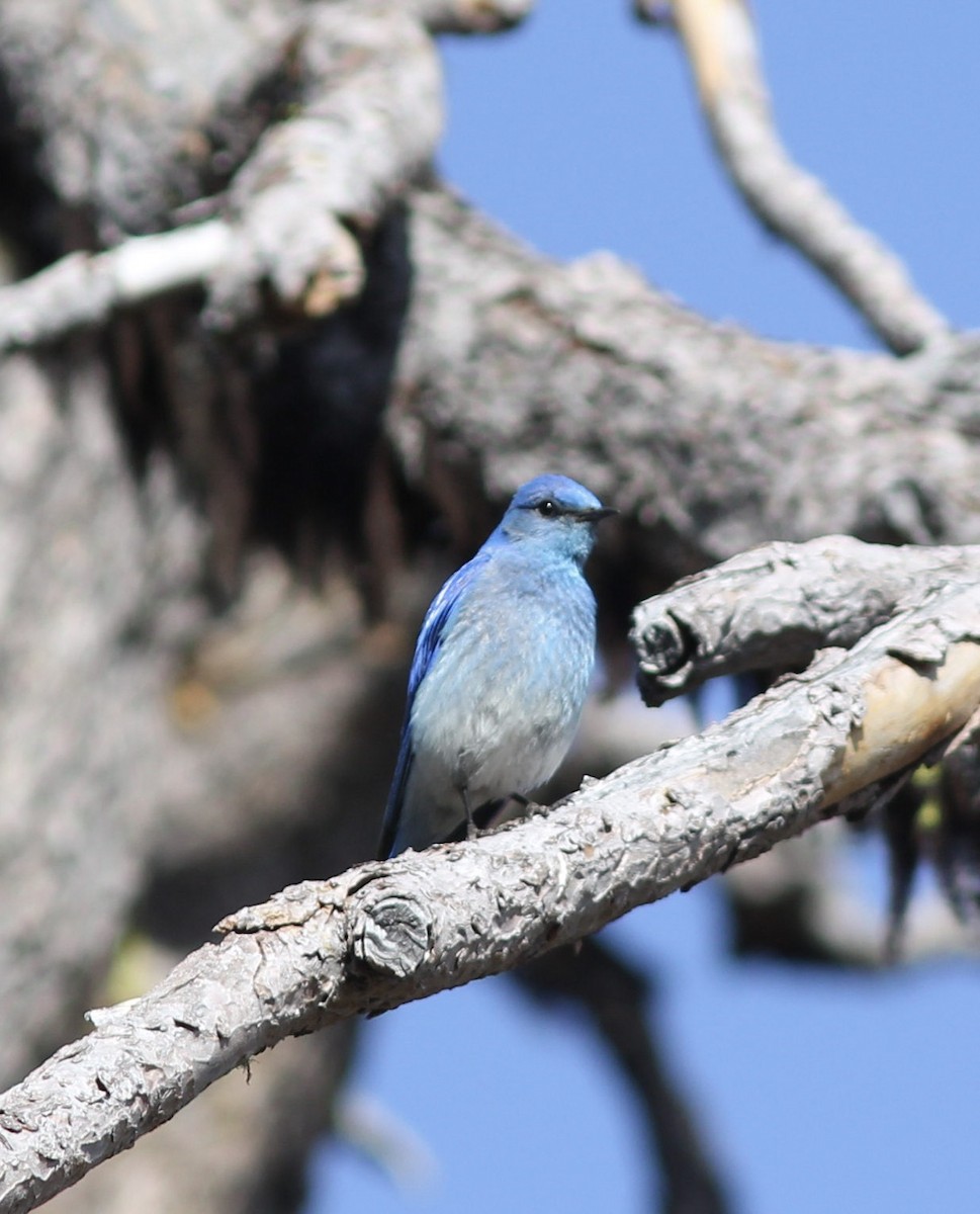 Mountain Bluebird - ML168410441