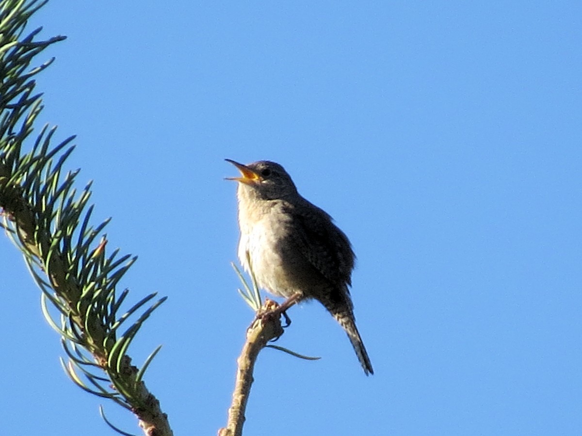 House Wren - ML168411451