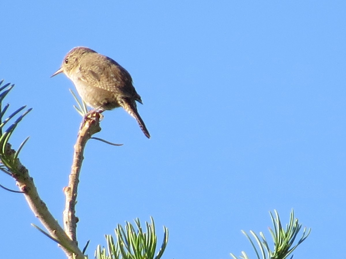 House Wren - ML168411461