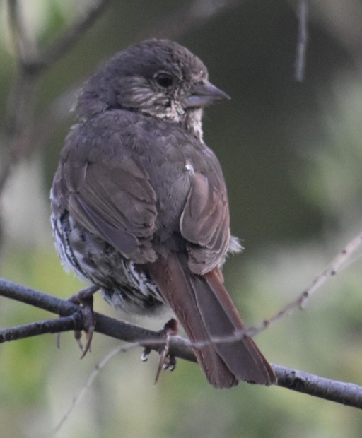Fox Sparrow (Slate-colored) - ML168411541