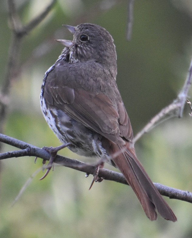 Fox Sparrow (Slate-colored) - ML168411561