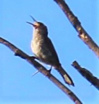 Rock Wren - ML168412421