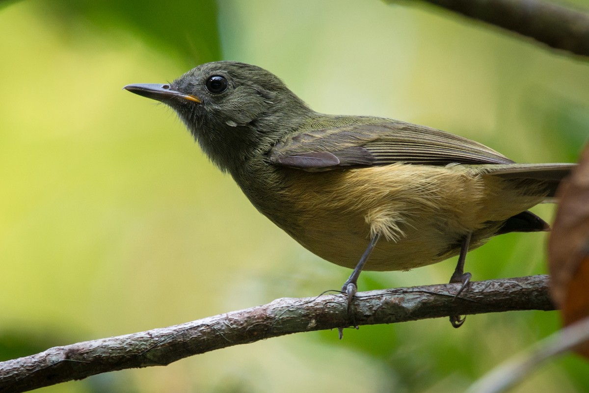 Ochre-bellied Flycatcher - ML168412491