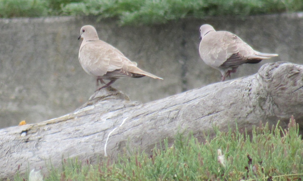 Eurasian Collared-Dove - ML168412901