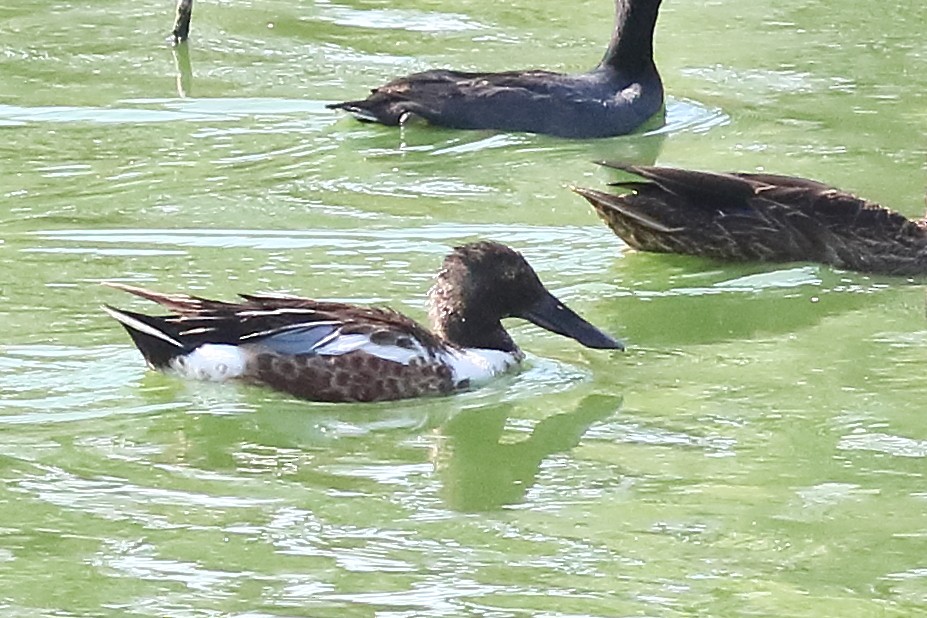 Northern Shoveler - ML168413351