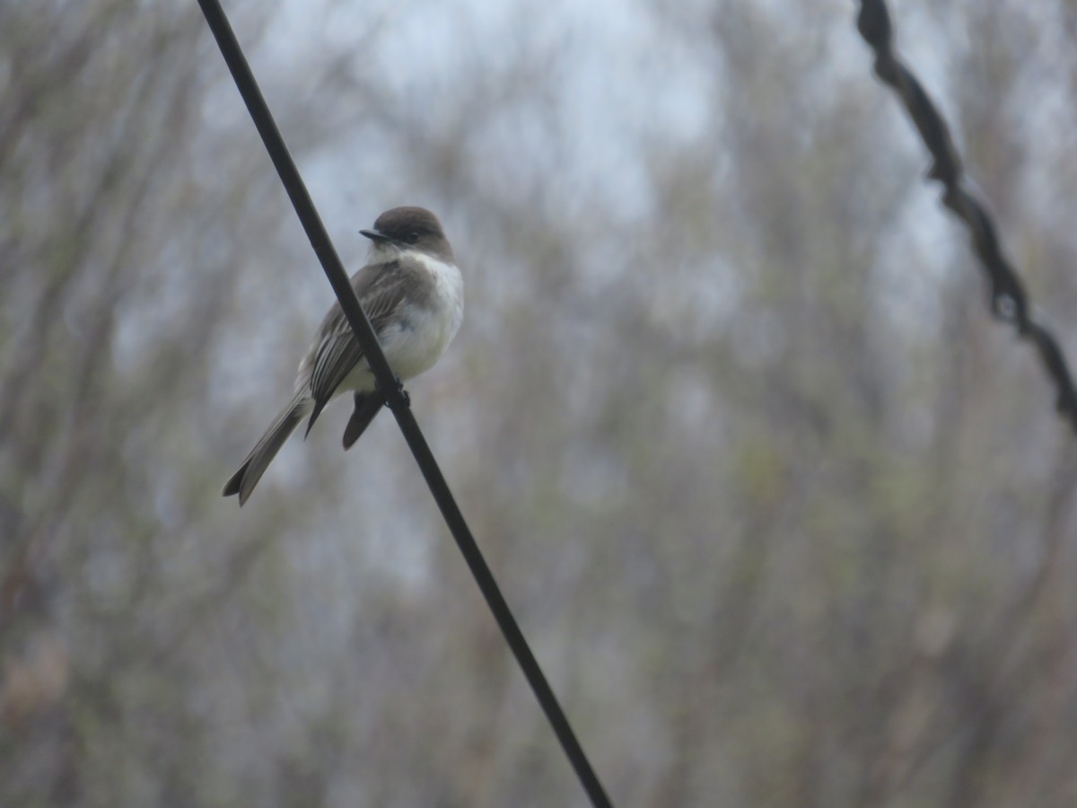 Eastern Phoebe - ML168413401