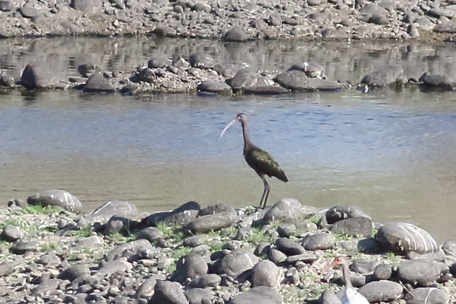 White-faced Ibis - ML168413411