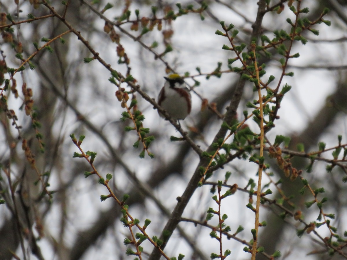 Chestnut-sided Warbler - ML168413461