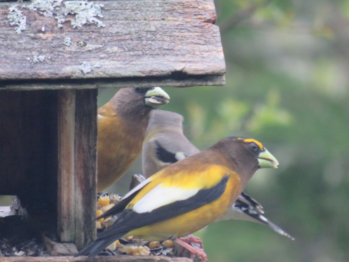 Evening Grosbeak - ML168414081