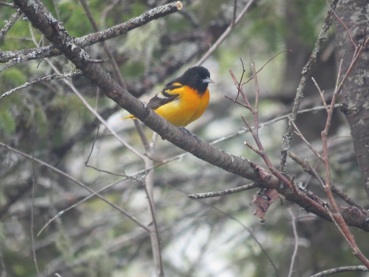 Baltimore Oriole - ML168414161