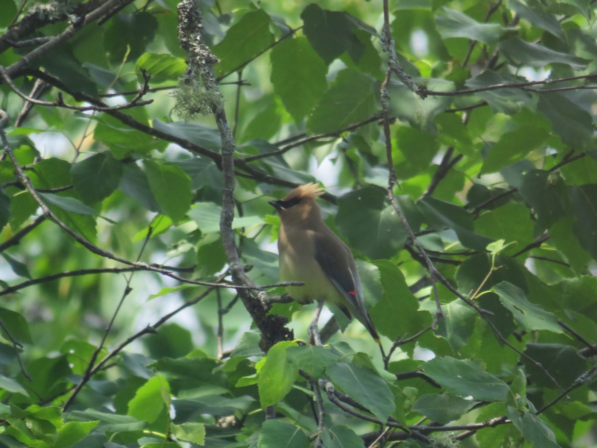 Cedar Waxwing - ML168414411