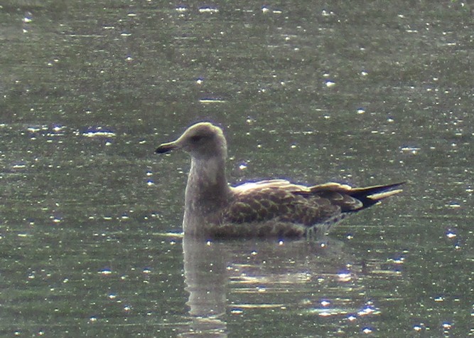 California Gull - ML168416661