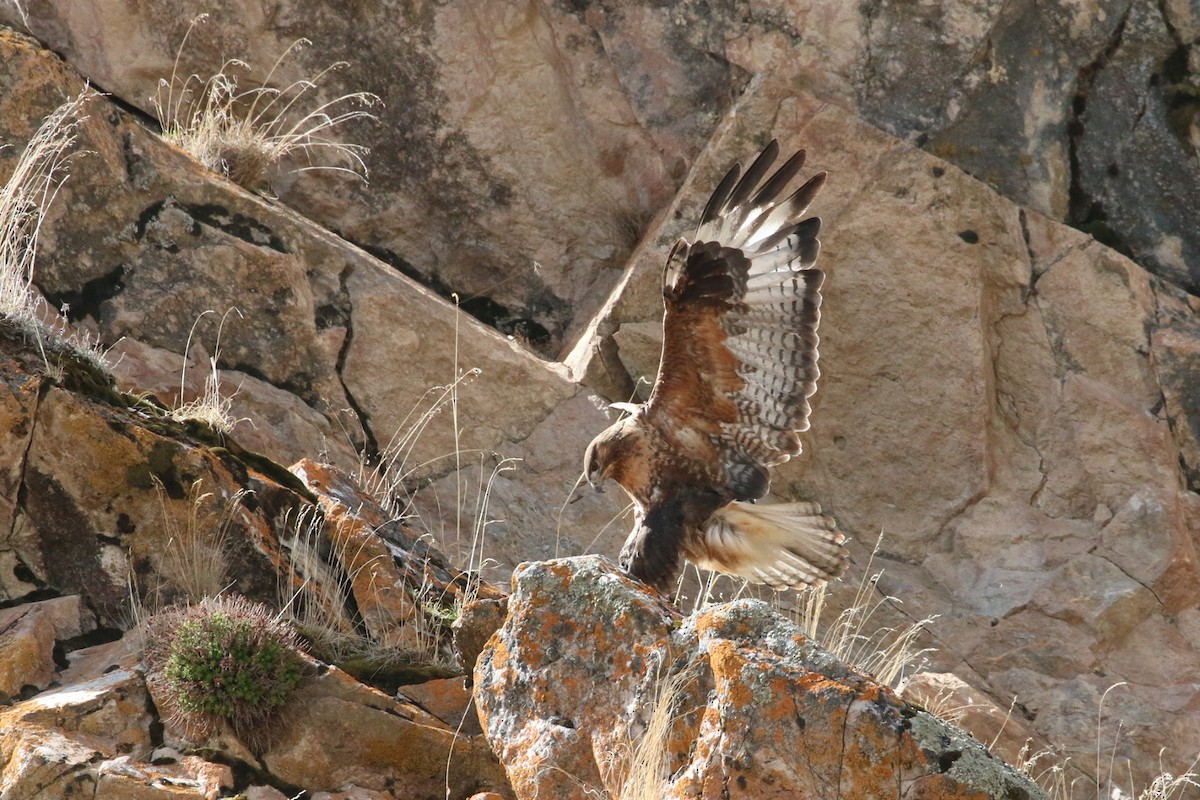 Upland Buzzard - ML168417171