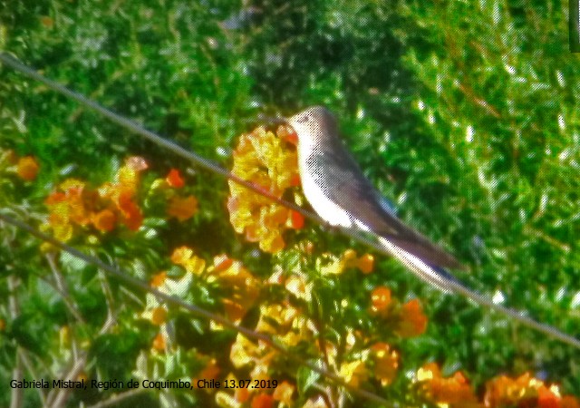 Giant Hummingbird - ML168417551