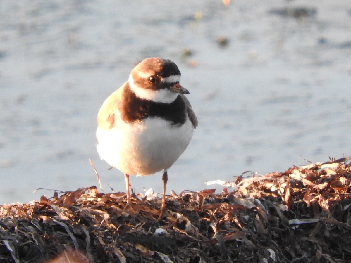 Common Ringed Plover - ML168418261
