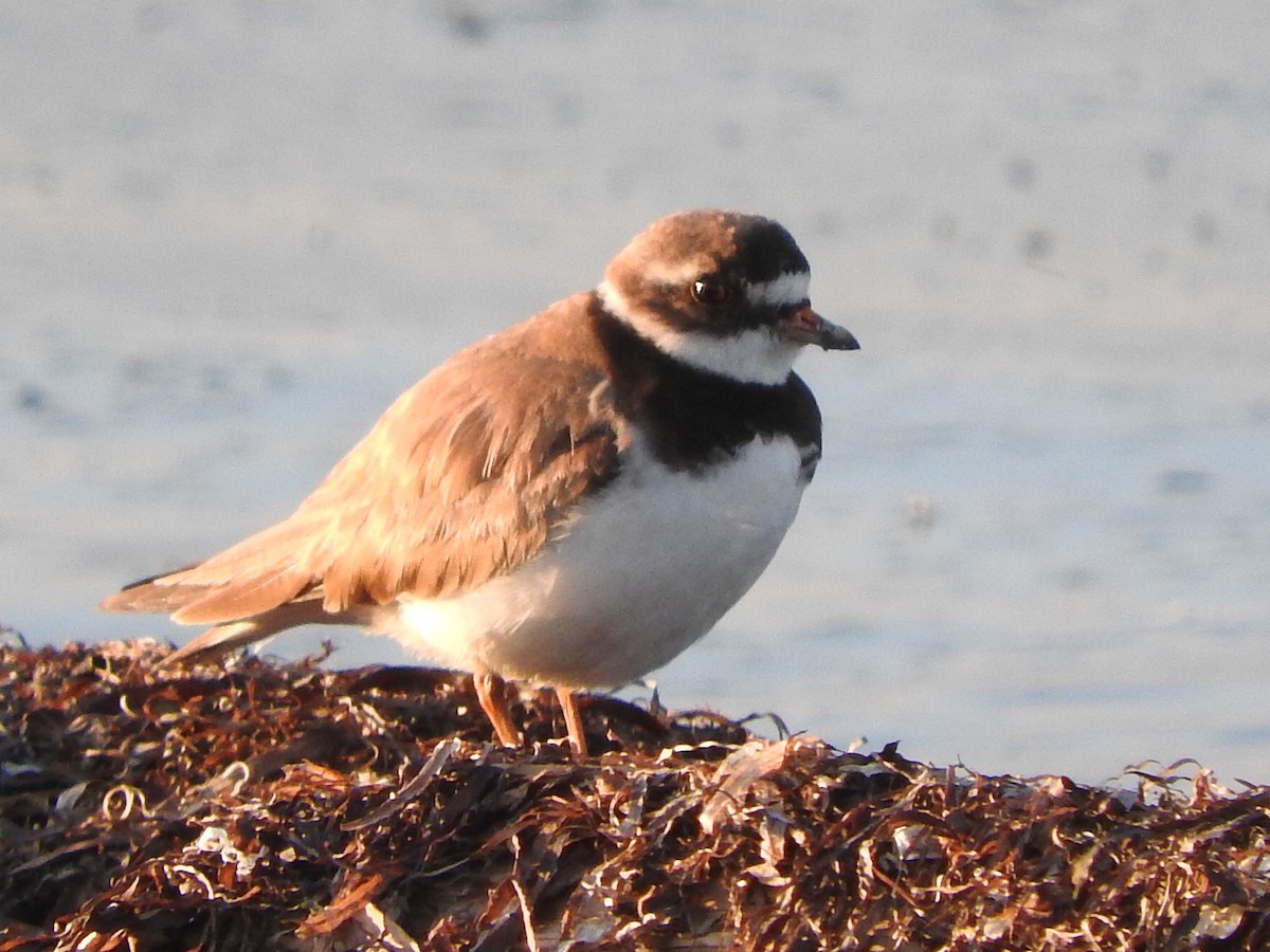 Common Ringed Plover - ML168418271