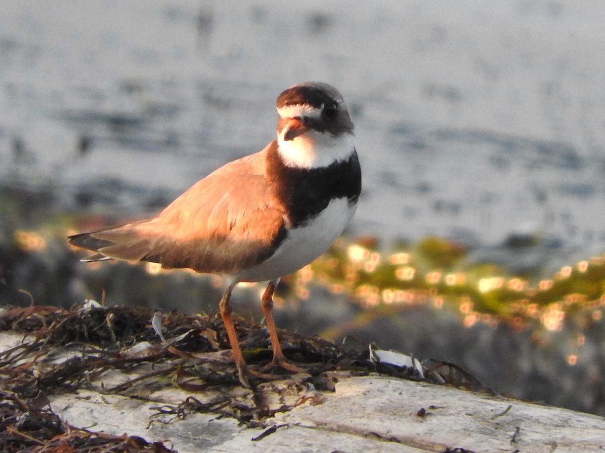 Common Ringed Plover - ML168418281