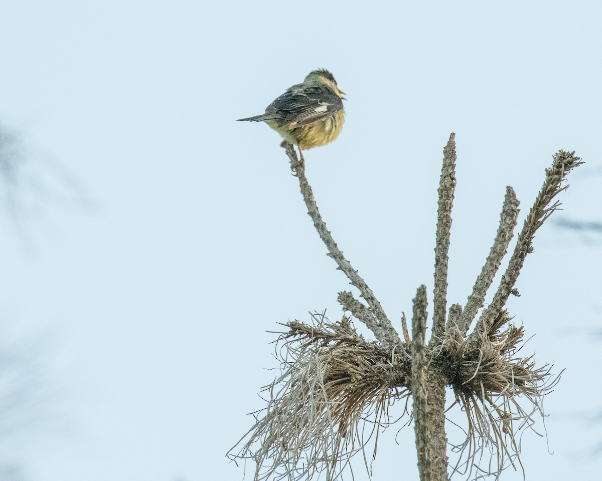 Lesser Goldfinch - ML168418701