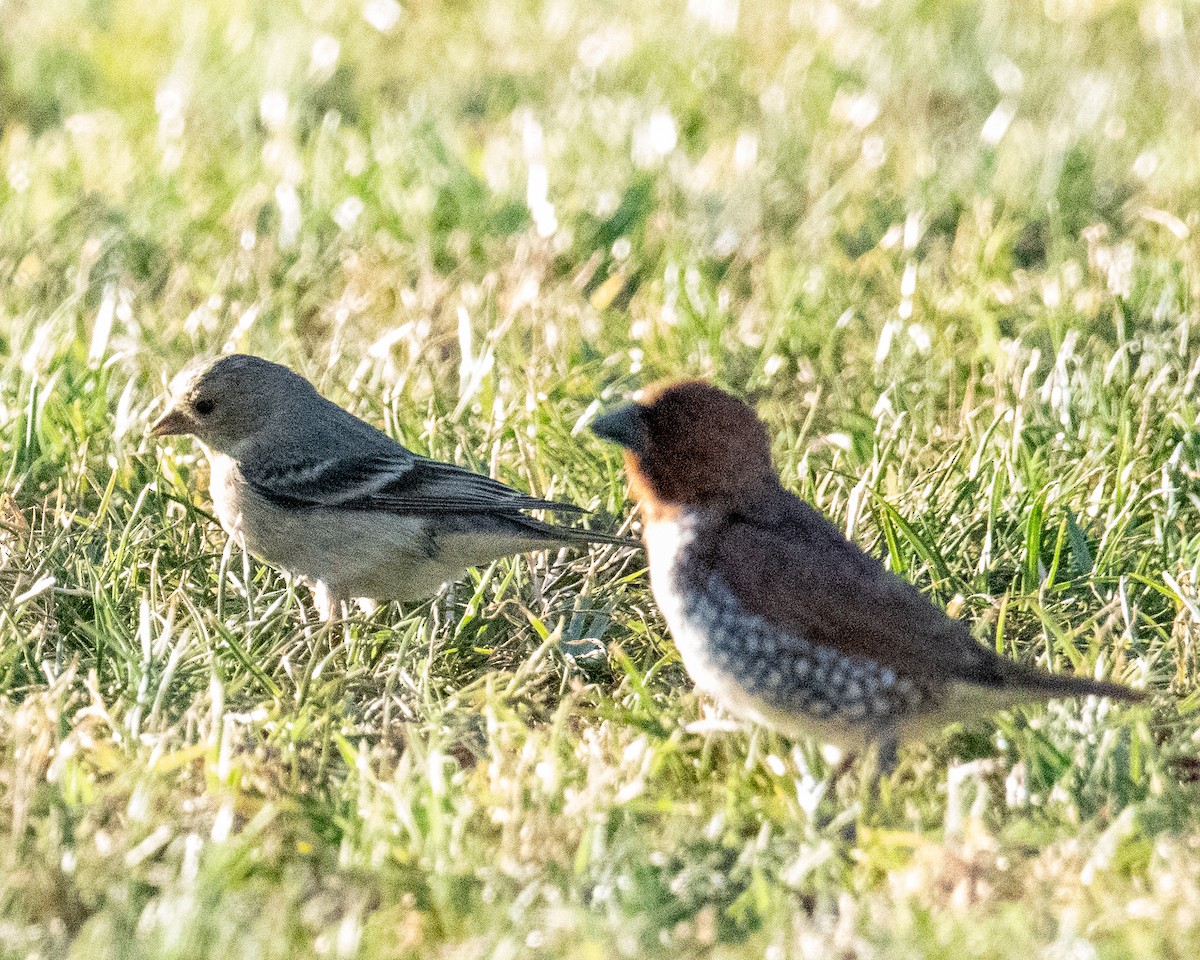 American Goldfinch - ML168418831