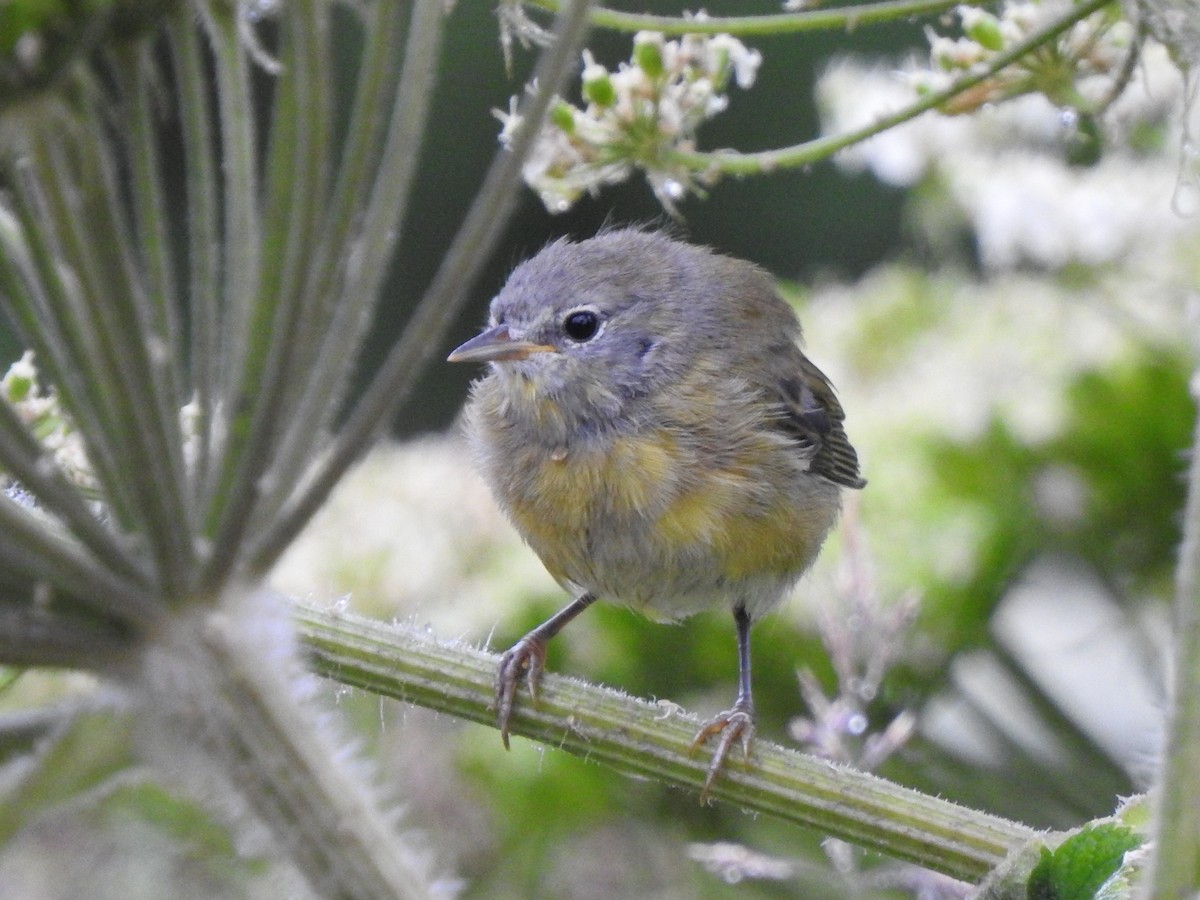 Orange-crowned Warbler - ML168418861
