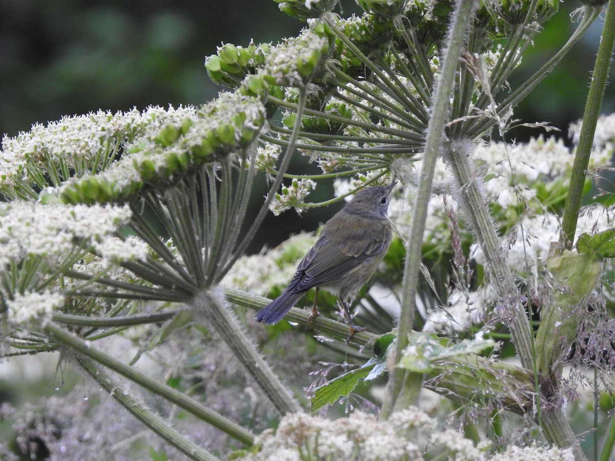 Orange-crowned Warbler - ML168418871