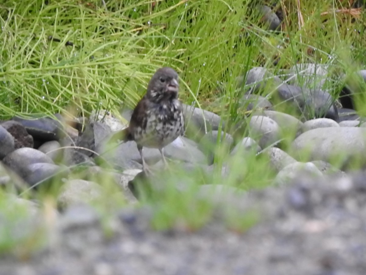 Fox Sparrow - ML168418941
