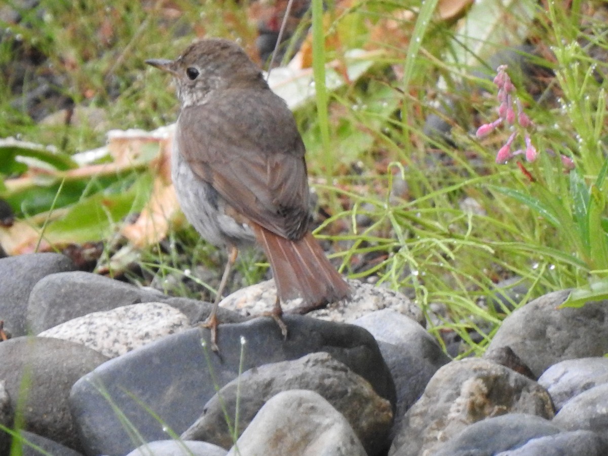 Hermit Thrush - ML168418951