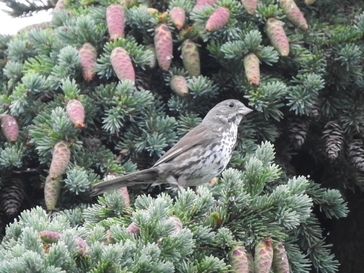Fox Sparrow - ML168419001