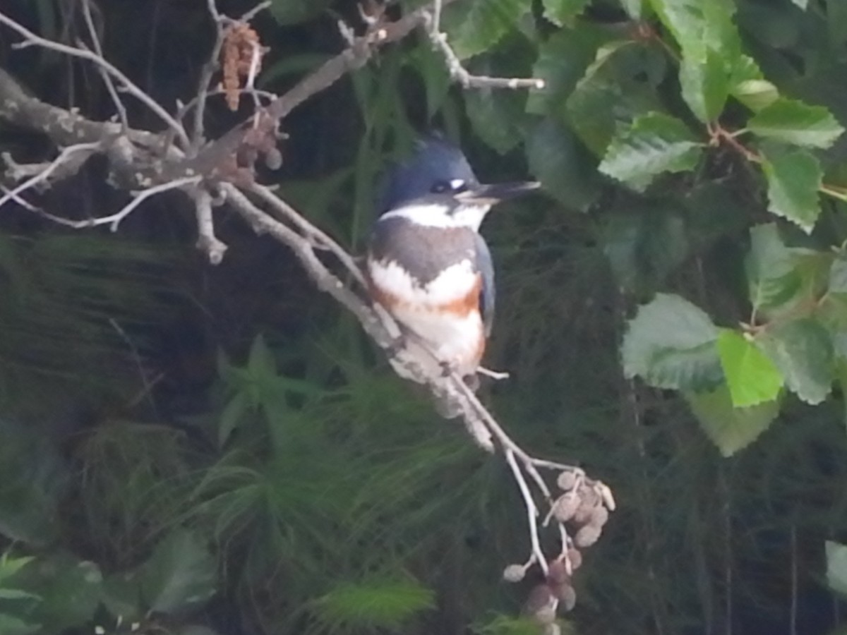 Belted Kingfisher - ML168419191