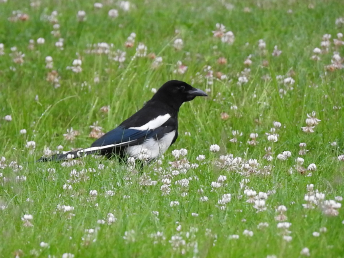Black-billed Magpie - ML168419381