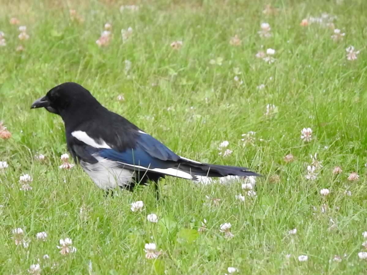 Black-billed Magpie - ML168419421