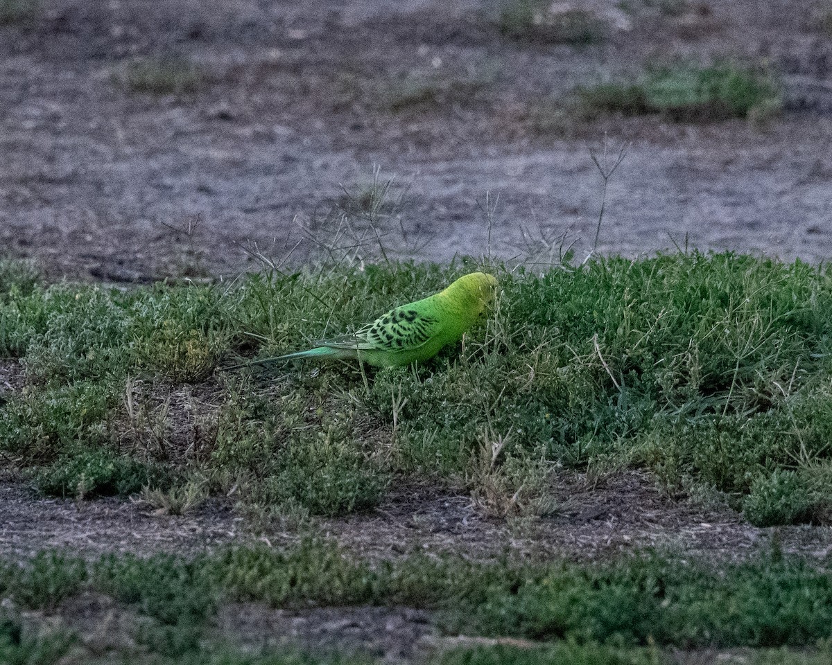 Волнистый попугайчик (Одомашенного вида) - ML168419631