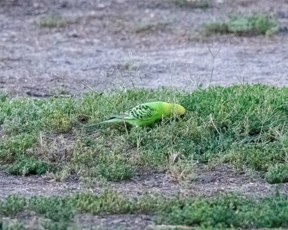 Волнистый попугайчик (Одомашенного вида) - ML168419641