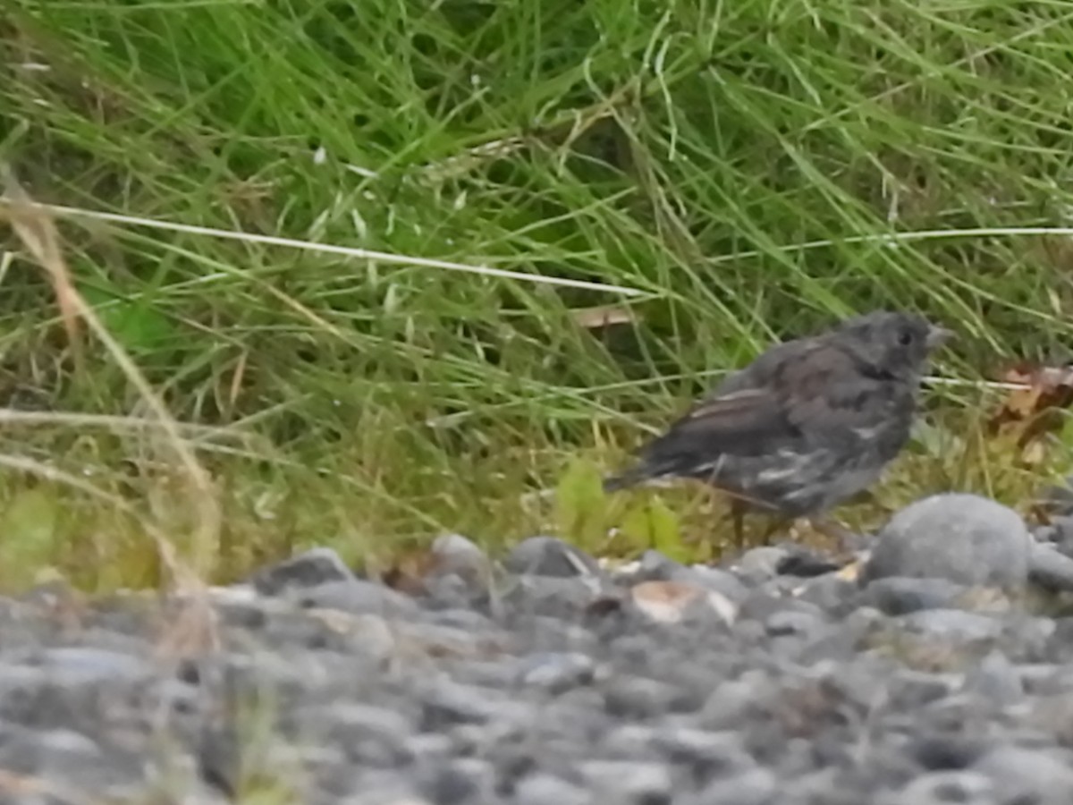 Dark-eyed Junco - ML168420051