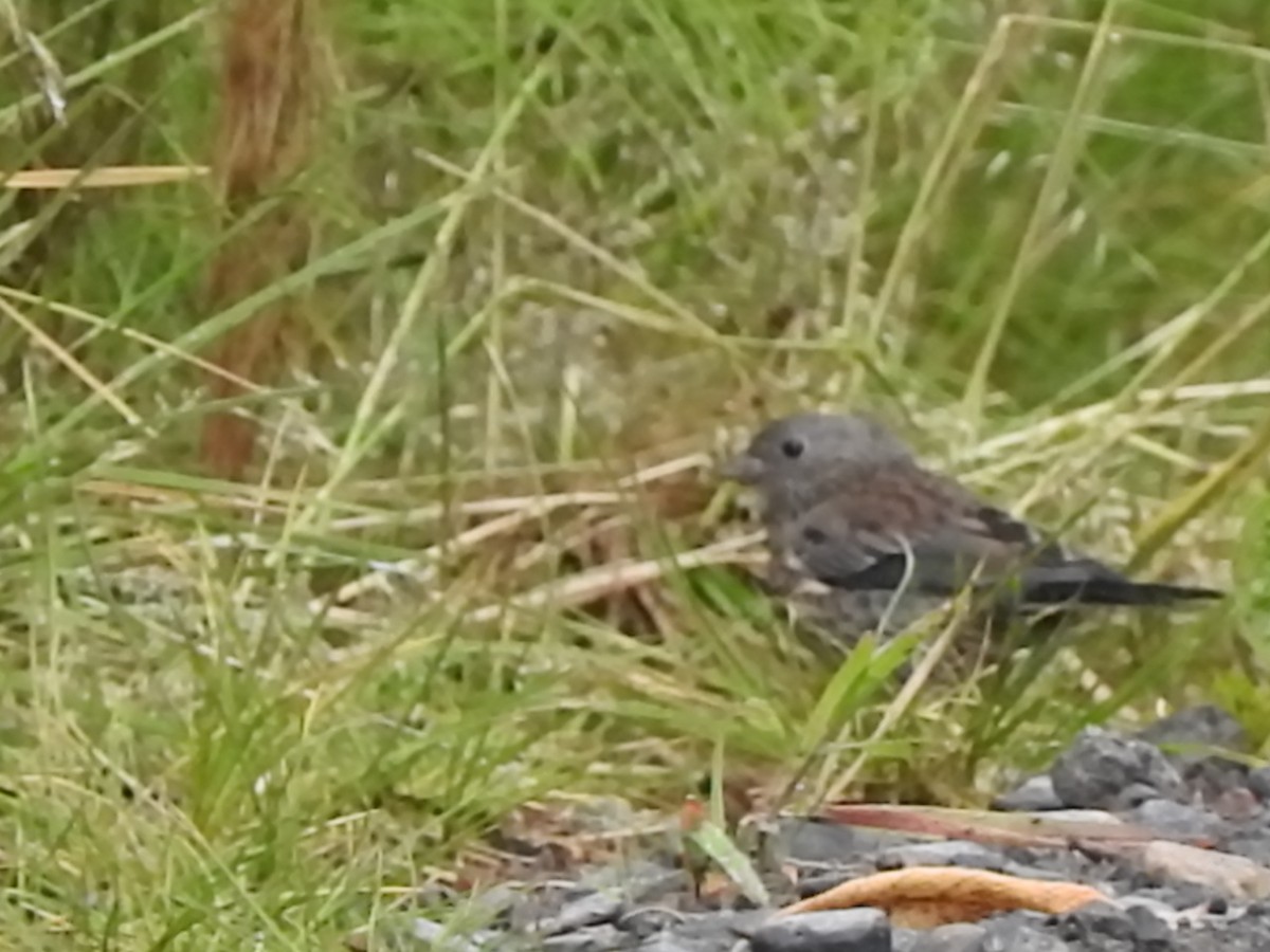 Dark-eyed Junco - ML168420081