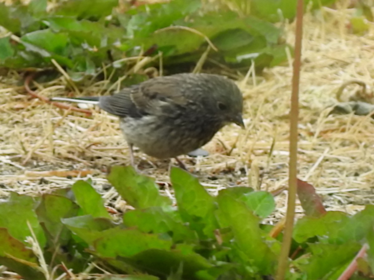 Dark-eyed Junco - ML168420101