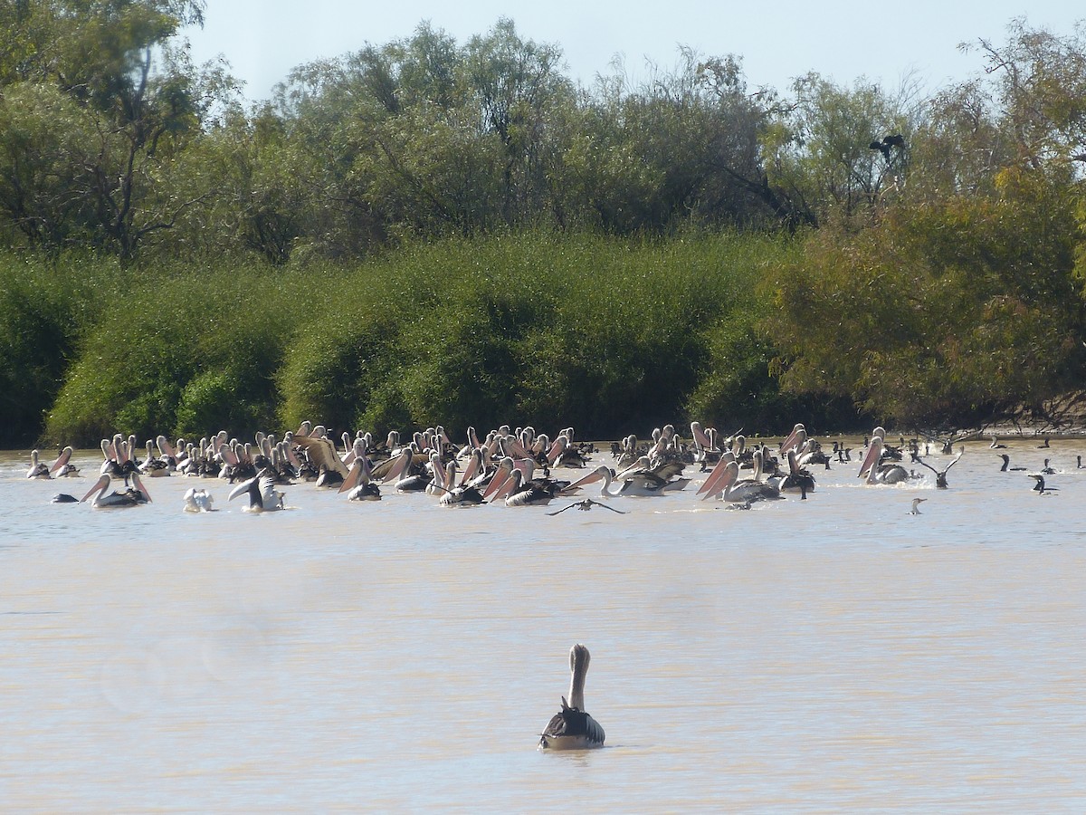 Australian Pelican - Ivan and Sandra Reynolds