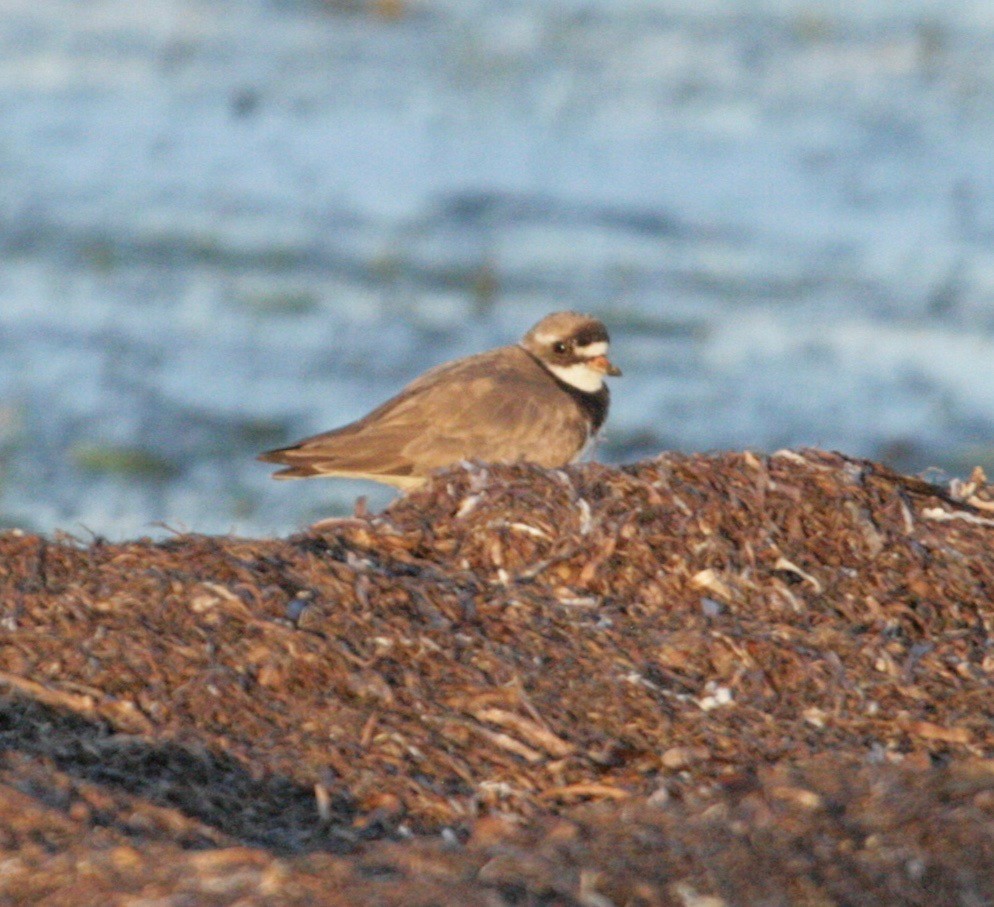 Common Ringed Plover - ML168421171