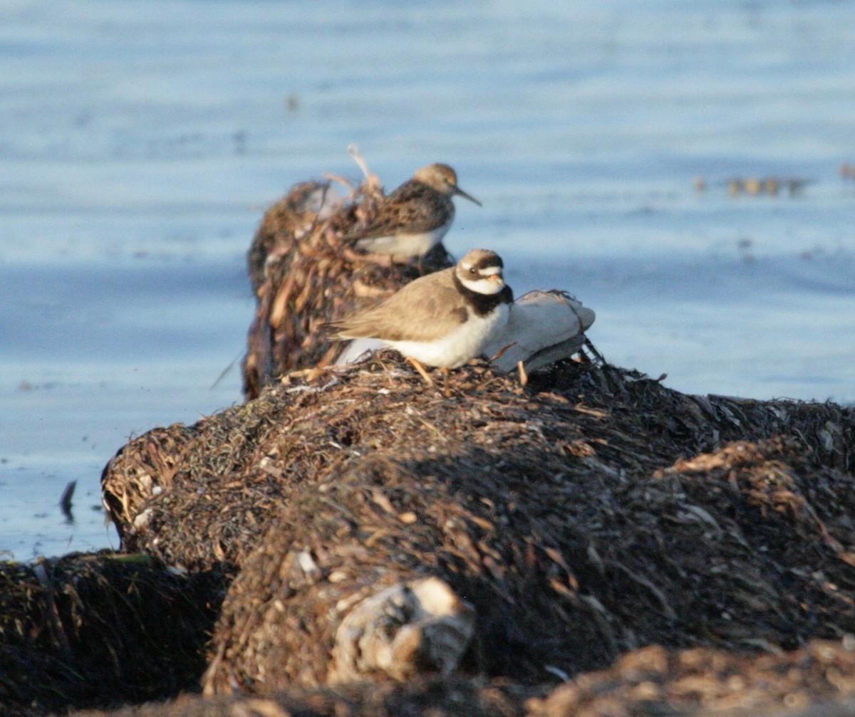Common Ringed Plover - ML168421181