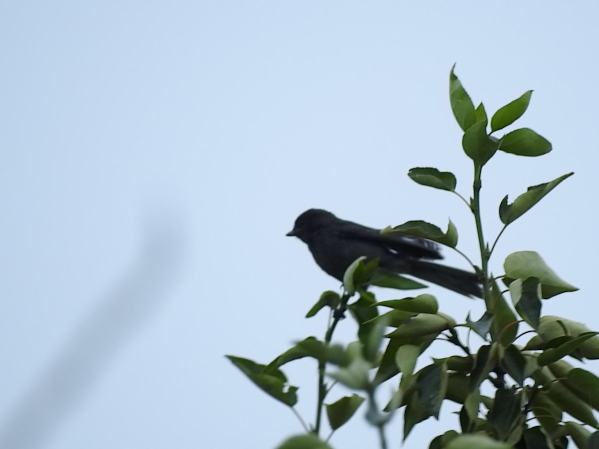 Canada Jay - ML168422811