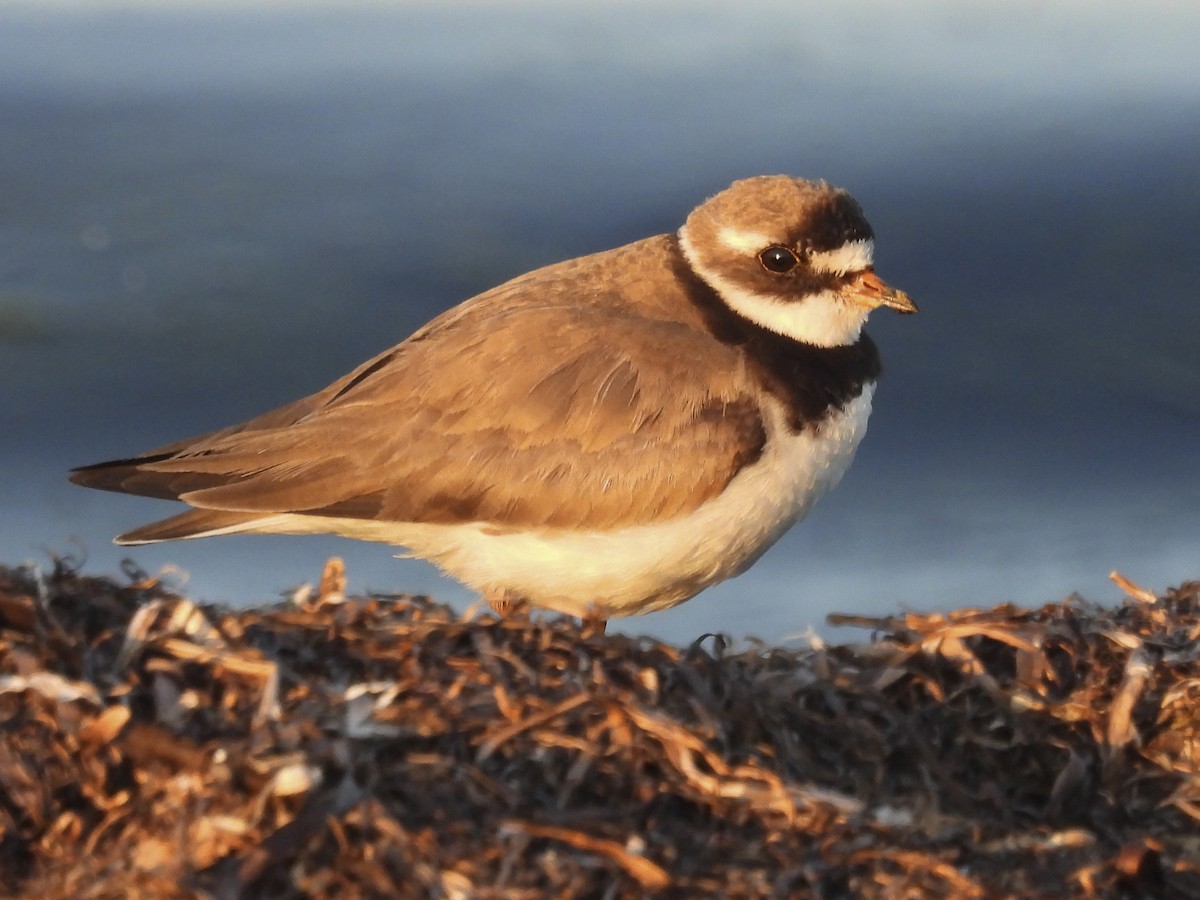 Common Ringed Plover - ML168424541
